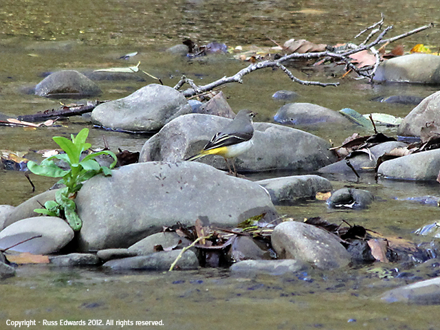 Grey Wagtail